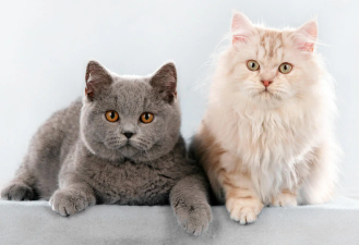 Short-Hair Cat vs Long-Hair Cat: Care Guide